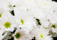 札幌市東区 葬儀社